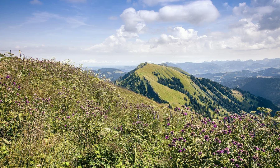 Blick über eine blühende Bergwiese mit violetten Blumen auf einen grünen Bergrücken, umgeben von Tälern und Bergketten im Hintergrund unter blauem Himmel mit weißen Wolken.