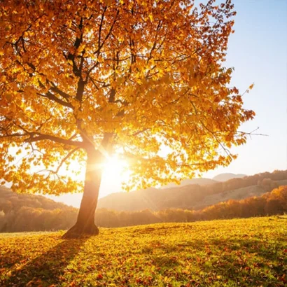 Baum mit Laum im Herbst im Allgäu