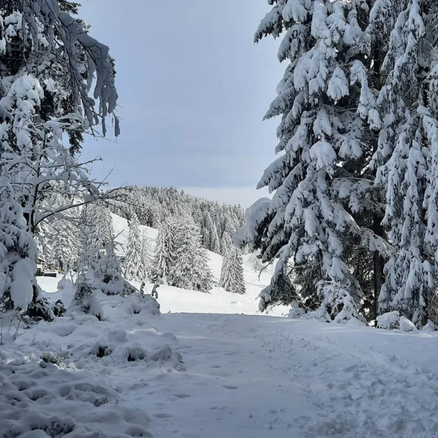 Verschneite Winterlandschaft im Allgäu mit schneebedeckten Tannen und Blick auf die umliegenden Berge nahe dem Hotel Birkenhof Oberstaufen.