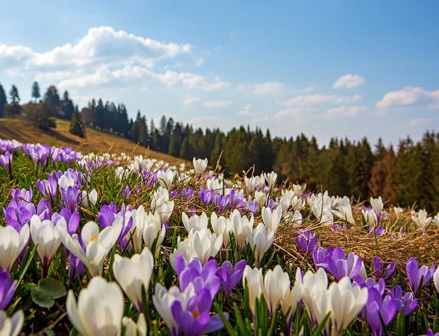Nahaufnahme einer bunten Krokuswiese in den Allgäuer Bergen bei Sonnenschein
