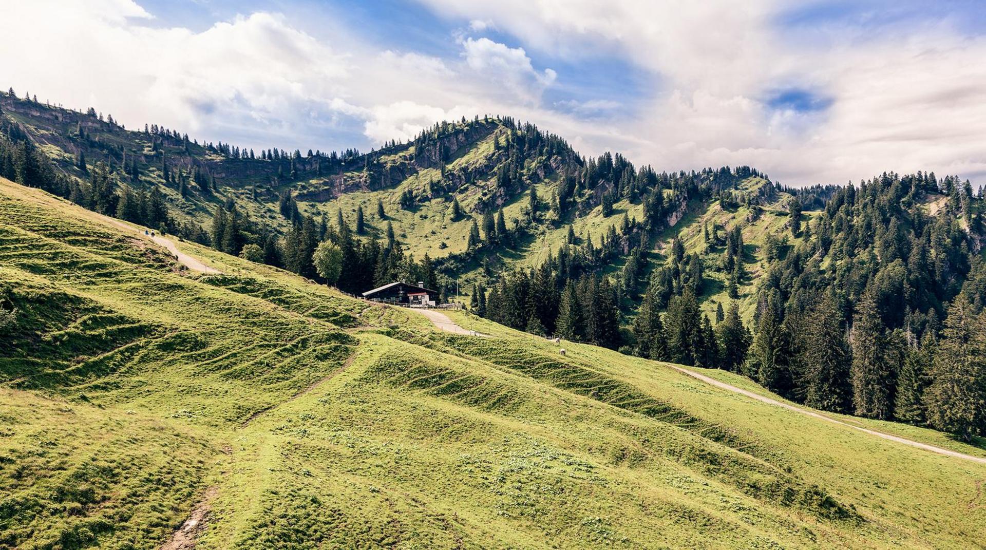 Grüne Berglandschaft im Allgäu mit Almwiesen, Tannenwald und einer kleinen Hütte am Hang.