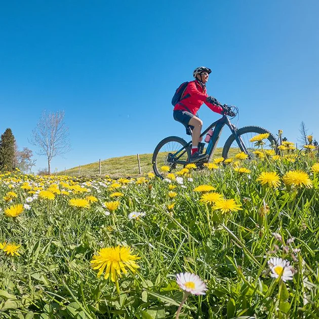 Radfahrer mit Helm fährt auf einem Mountainbike durch eine Wiese voller gelber Löwenzahnblüten unter blauem Himmel im Allgäu.