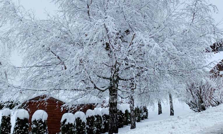 Verschneite Birke und Winterlandschaft am Hotel Birkenhof in Oberstaufen