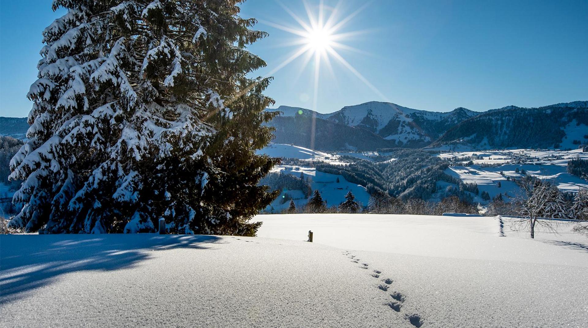 Schneebedeckte Landschaft mit Tannen und strahlender Sonne