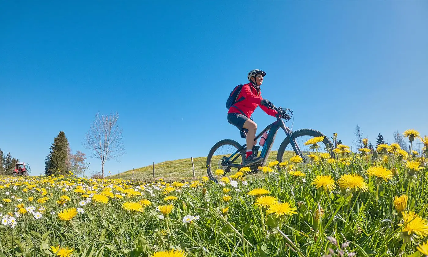 Radfahrer mit Helm und roter Jacke fährt auf einem Mountainbike durch eine Wiese voller gelber Löwenzahnblüten bei strahlend blauem Himmel.