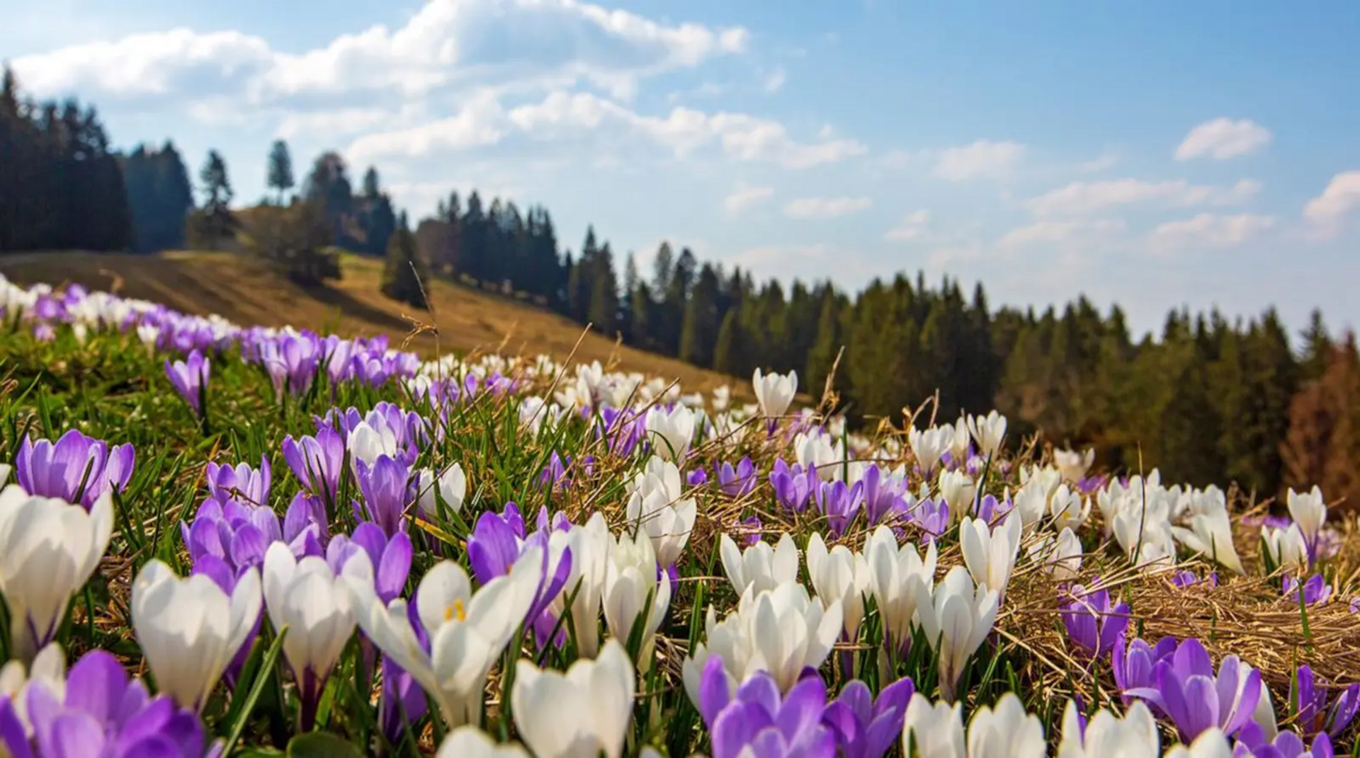 Blühende Krokusse in Weiß und Violett auf einer Frühlingswiese im Allgäu, mit sanften Hügeln und bewaldeter Landschaft im Hintergrund – Nähe Hotel Birkenhof in Oberstaufen