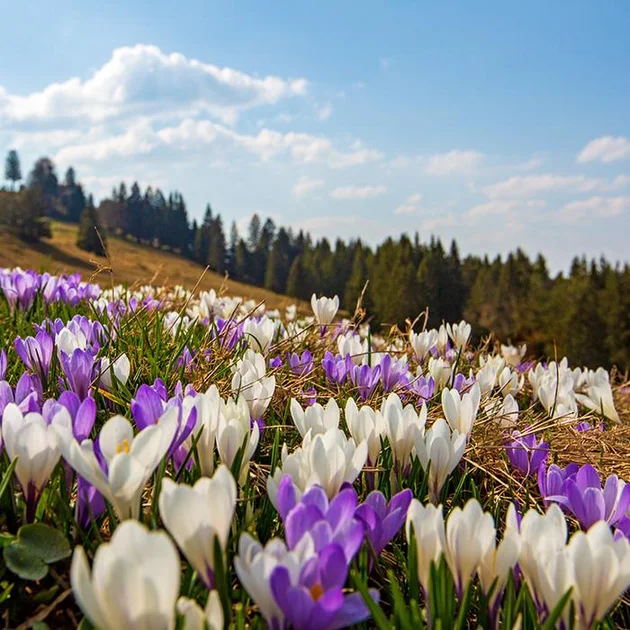 Bunte Wiese mit weißen und violetten Krokussen vor bewaldeten Hügeln und blauem Himmel bei Oberstaufen im Allgäu.