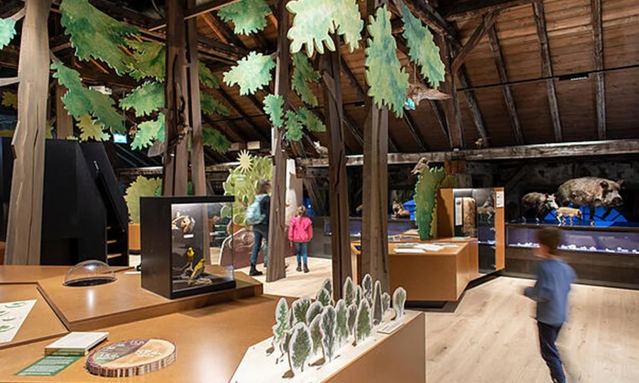 Ausstellung im Naturerlebniszentrum mit naturgetreu gestalteten Bäumen, Wildtieren und interaktiven Stationen für Kinder.