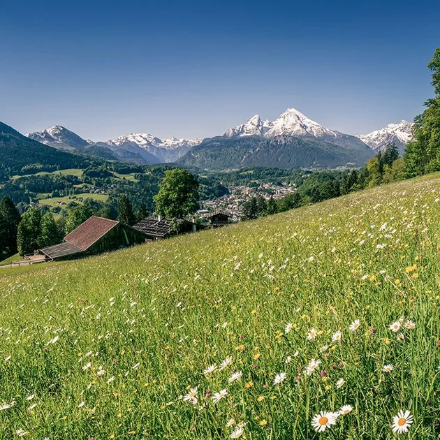 Blühende Sommerwiese bei Oberstaufen mit Blick auf das Tal und die schneebedeckten Alpen im Hintergrund.