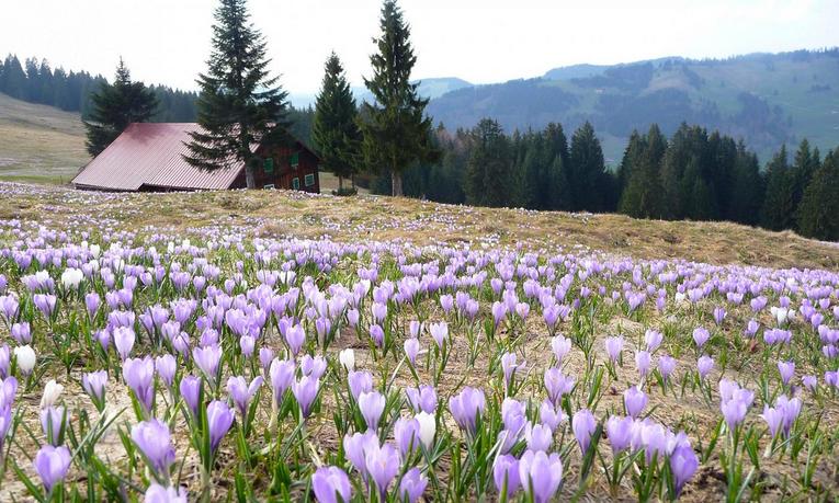 Frühlingswiese mit blühenden lila Krokussen vor Berghütte und Tannen im Allgäu