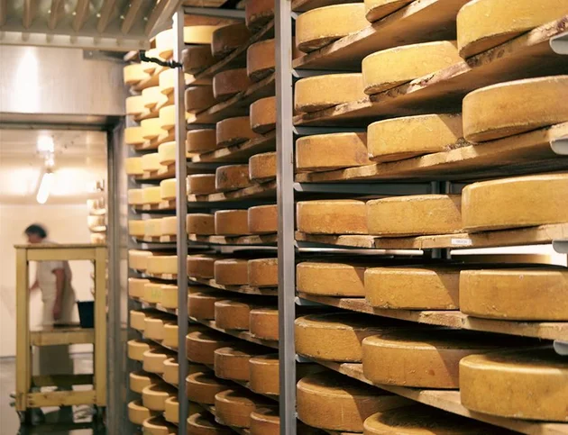 Reifer Allgäuer Käse lagert in einem traditionellen Käsereikeller