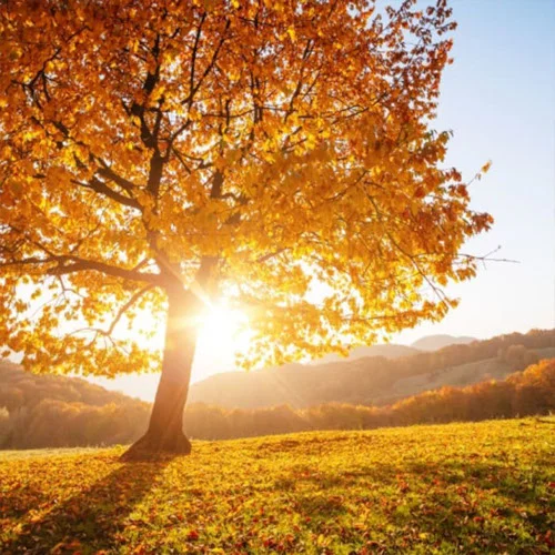 Herbst-Baum mit buntem Laub, das in der Sonne leuchtet