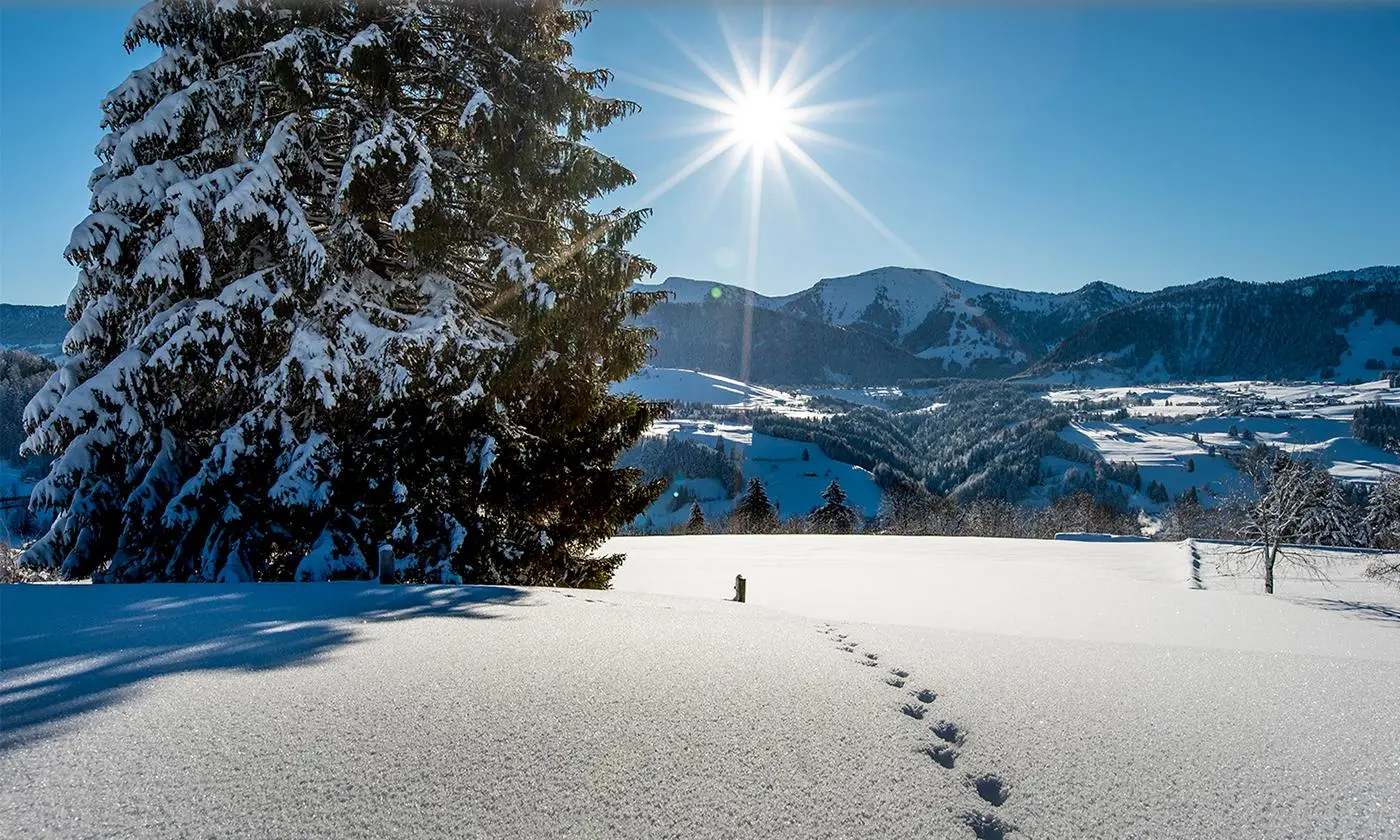 Verschneite Winterlandschaft mit großem Tannenbaum im Vordergrund, Fußspuren im Schnee und Sonne über den Allgäuer Bergen.